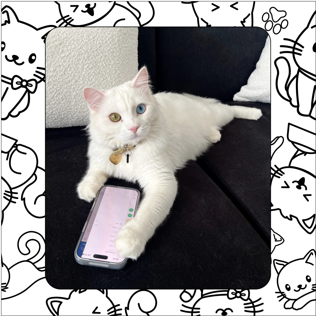 contact xopaws catsitting to book your cat in their own luxury home