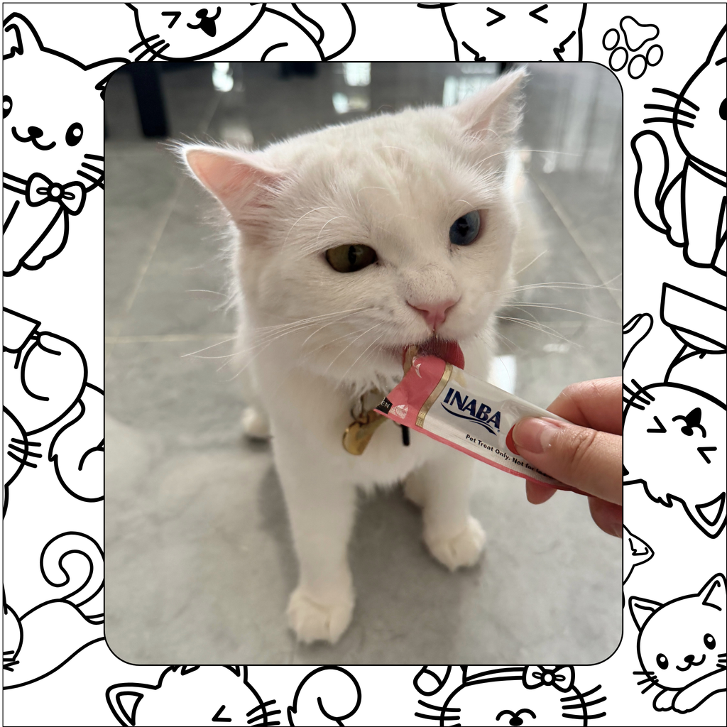cat eating churu treat at xopaws catsitting cat boarding at home dubai