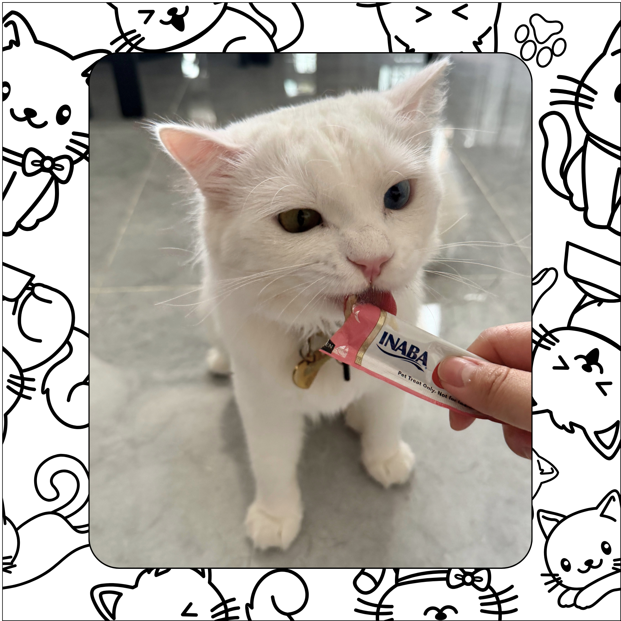 cat eating churu treat at xopaws catsitting cat boarding at home dubai