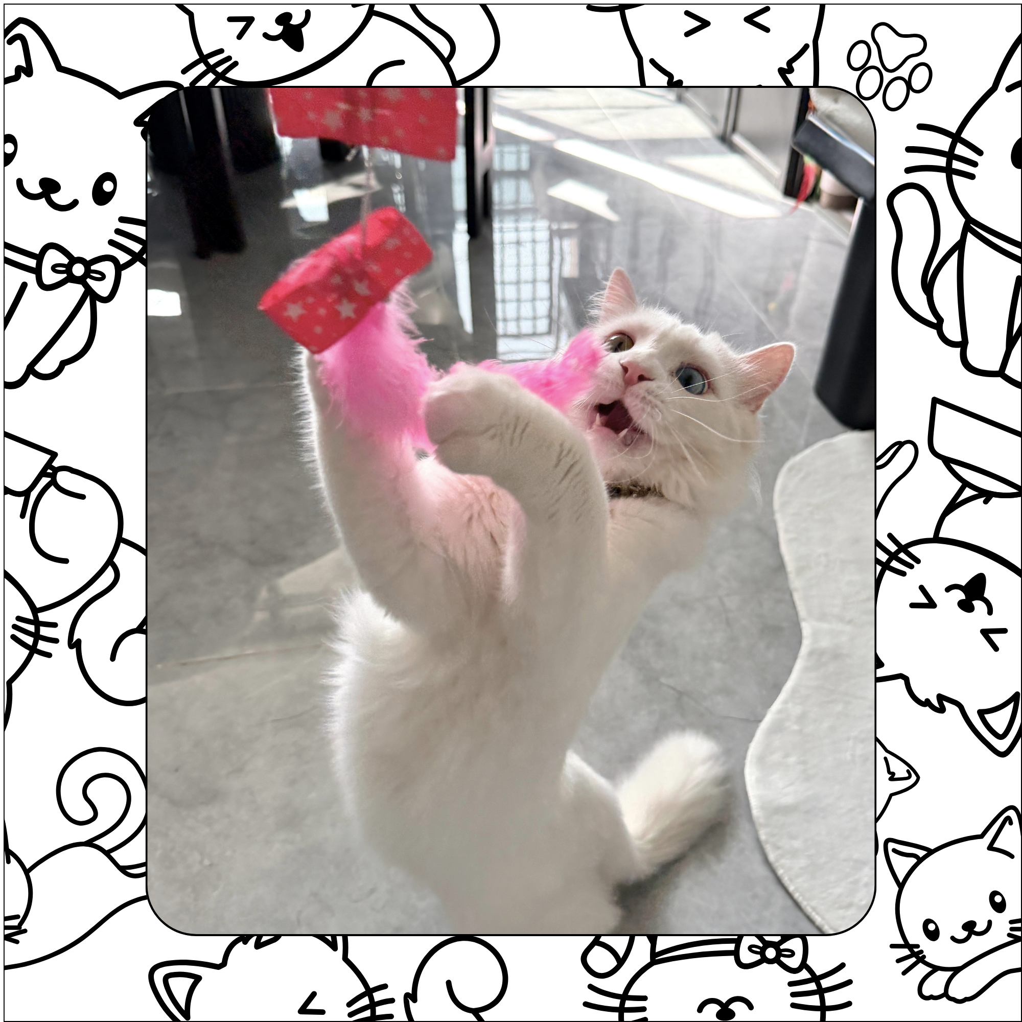 lots of playtime happens at xopaws catsitting apartment