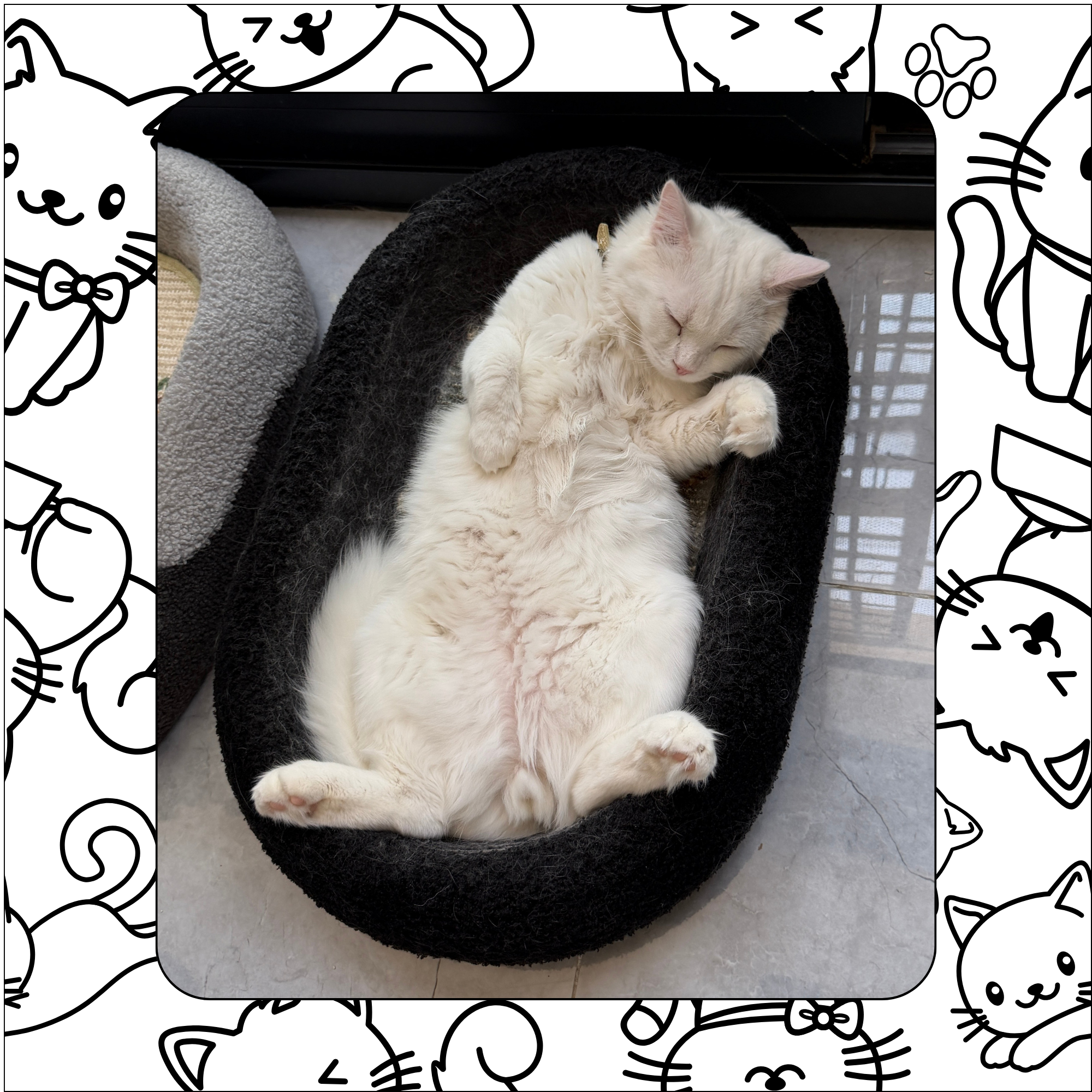 Home Based Cat Boarding in Dubai